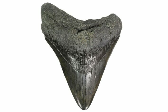 Fossil Megalodon Tooth - South Carolina #140725